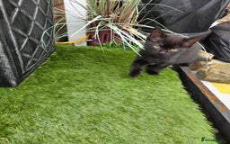 Mixed Breed cats for sale: 6 beautiful kittens for sale - Image 13