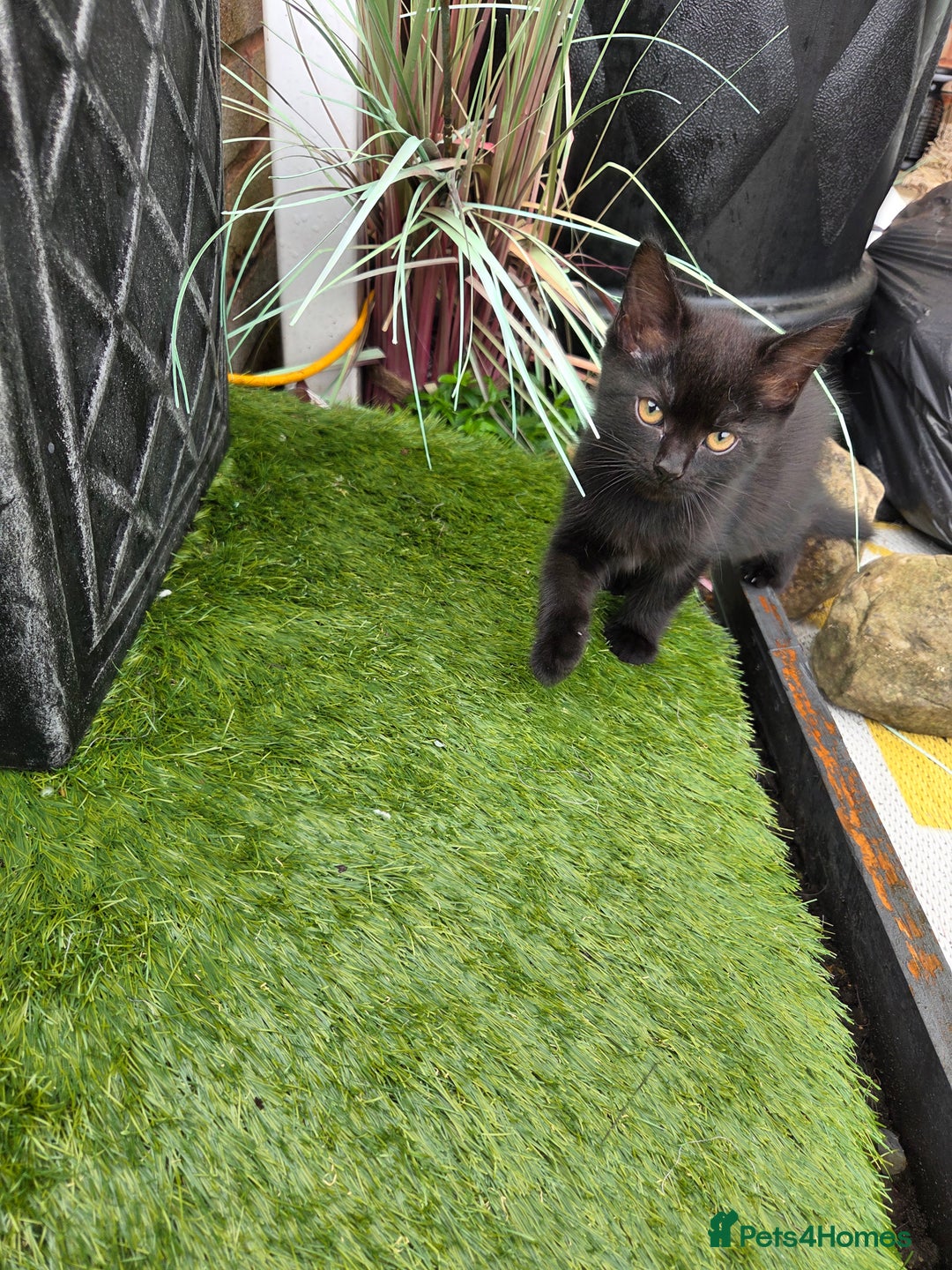 Mixed Breed cats for sale: 6 beautiful kittens for sale - Image 13