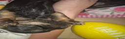 Yorkshire Terrier dogs for sale: Beautiful Yorkshire Terrier Puppys  - Advert 6