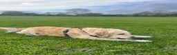 Golden Retriever dogs for sale: Golden Retriever Puppies  - Advert 12