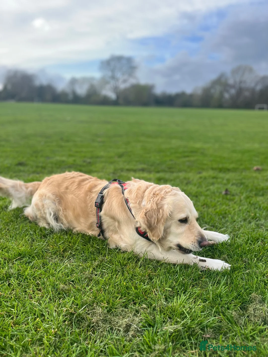 Golden Retriever dogs for sale: Golden Retriever Puppies  - Advert 12