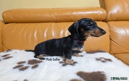 Miniature Dachshund dogs for sale: Miniature Dachshund for sale - FULLY VACCINATED - Image 8