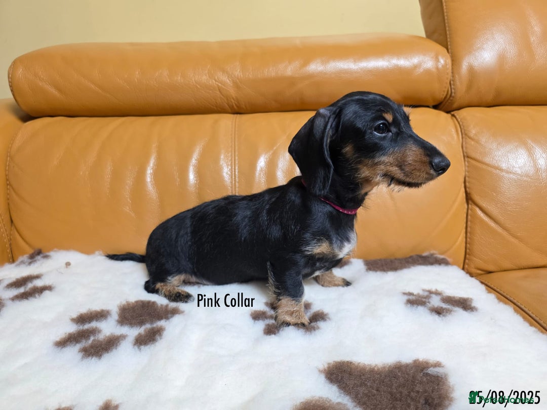 Miniature Dachshund dogs for sale: Miniature Dachshund for sale - FULLY VACCINATED - Image 8