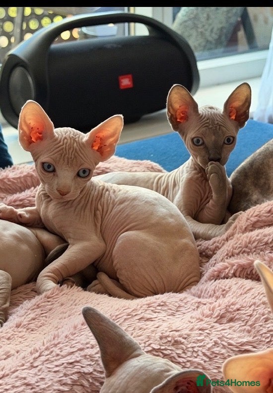 Sphynx cats Last pink sphynx boy !!!  - Advert 14