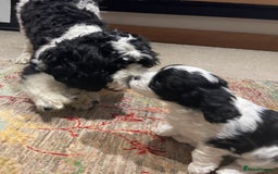 Cavapoo dogs for sale: Perfect family Cavapoos. Home raised, ready 28 Oct - Image 15