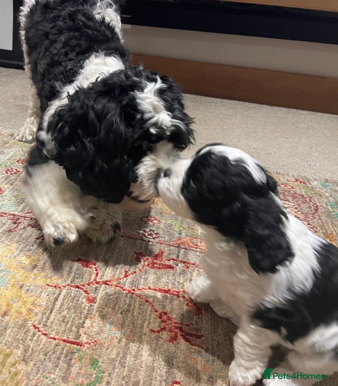 Cavapoo dogs for sale: Perfect family Cavapoos. Home raised, ready 28 Oct - Image 15