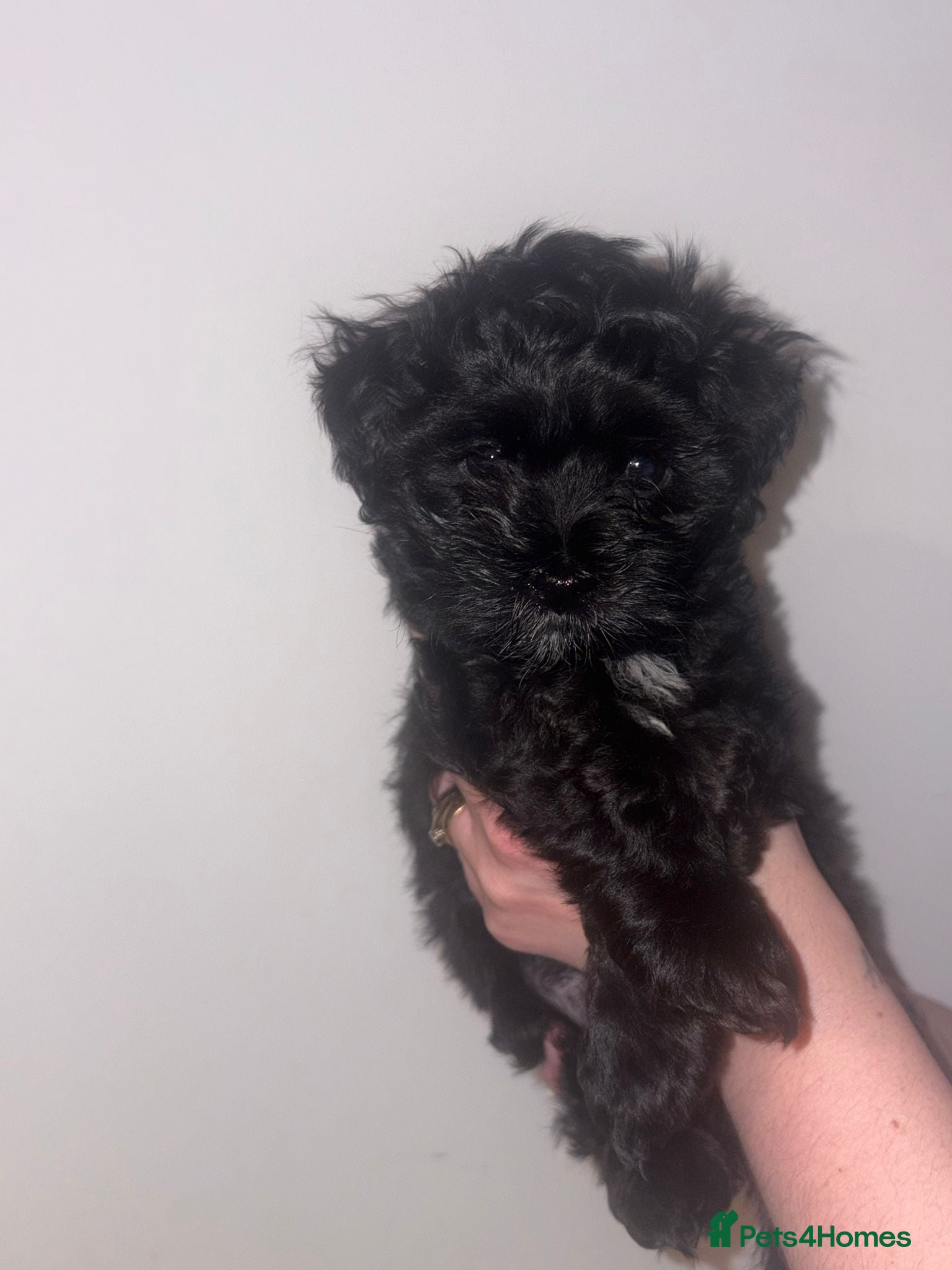 Maltese dogs Maltese hybrid puppies - Advert 3