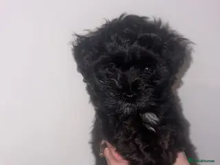 Maltese dogs Maltese hybrid puppies - Advert 3