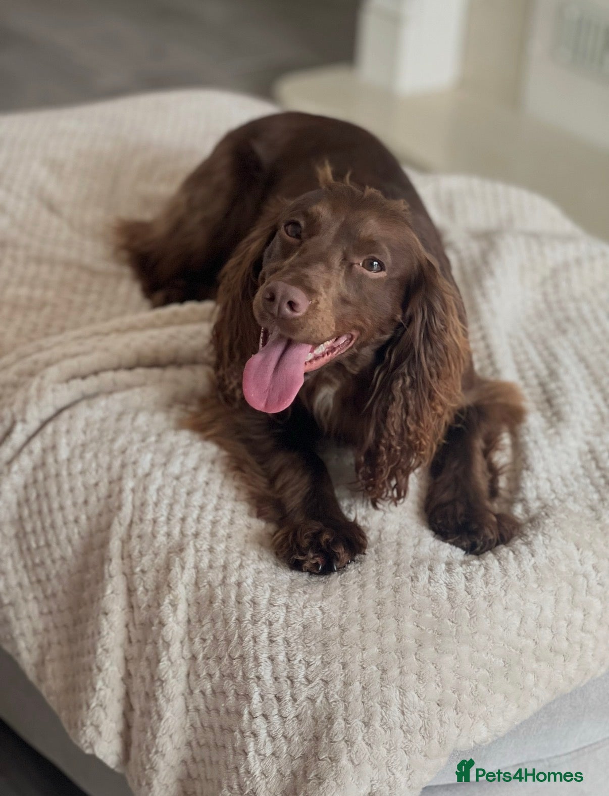 Cocker Spaniel dogs Cocker spaniel for sale  - Advert 5