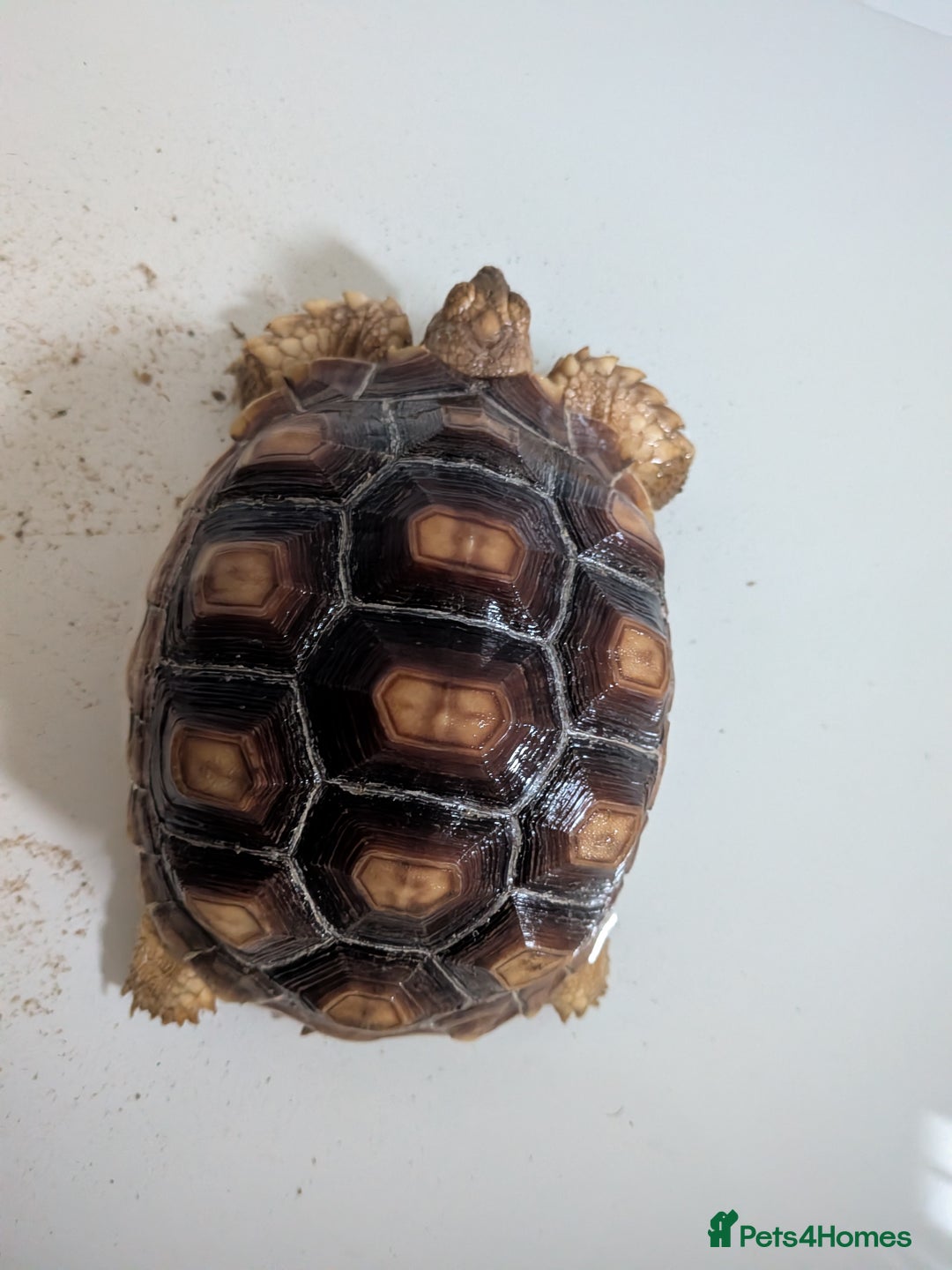 Tortoise reptiles for sale: 2 x 1 year old sulcata tortoises sold Separately  - Advert 6