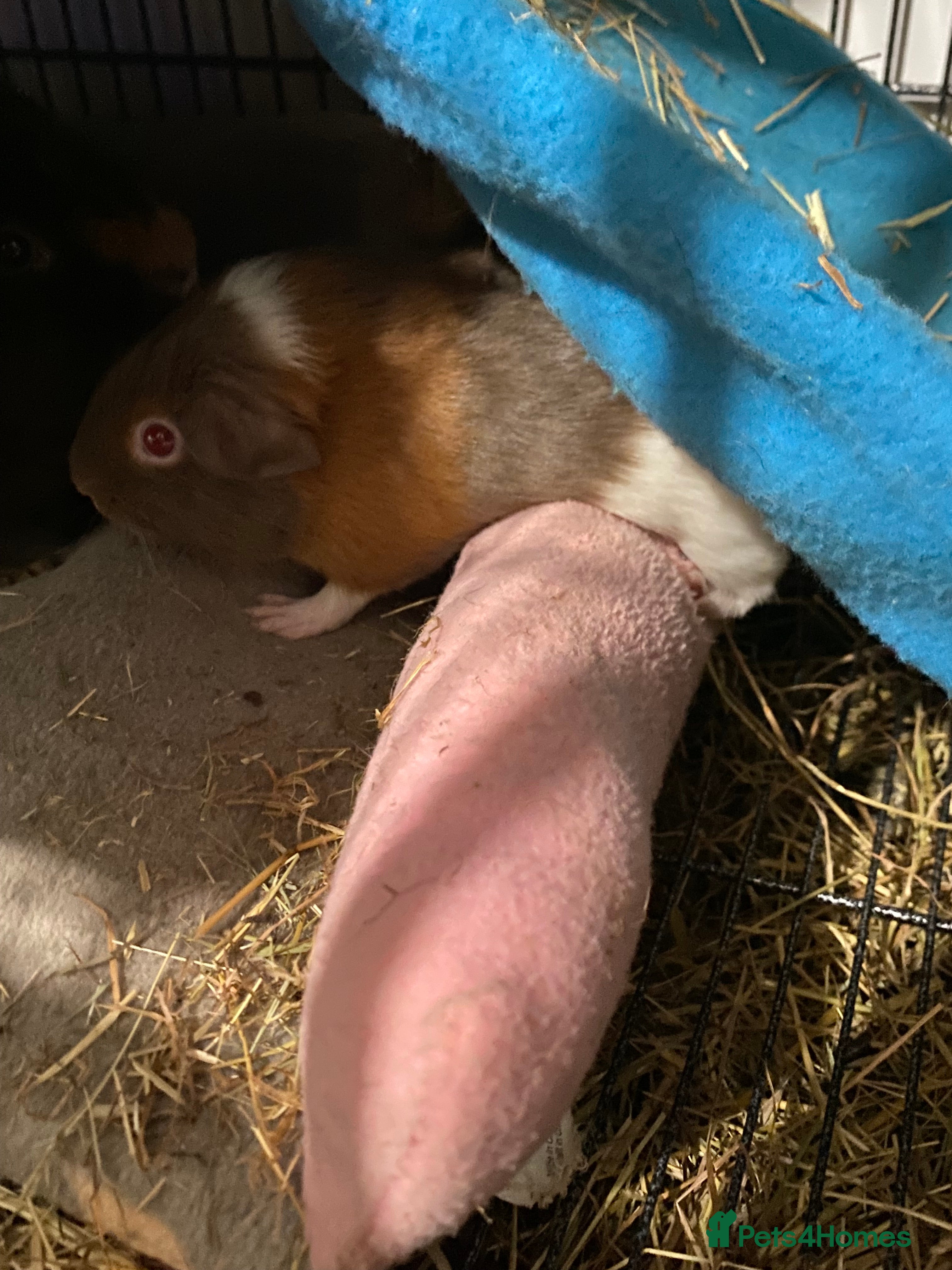 Guinea Pig rodents Mix of males and females  - Advert 11