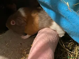 Guinea Pig rodents Mix of males and females - Advert 11