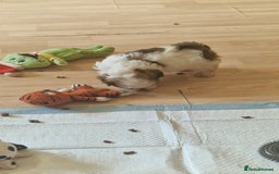 Shih Tzu dogs for sale: 🐾 Amazing Purebred Shih Tzu Puppies Crawley 🐾 - Advert 23