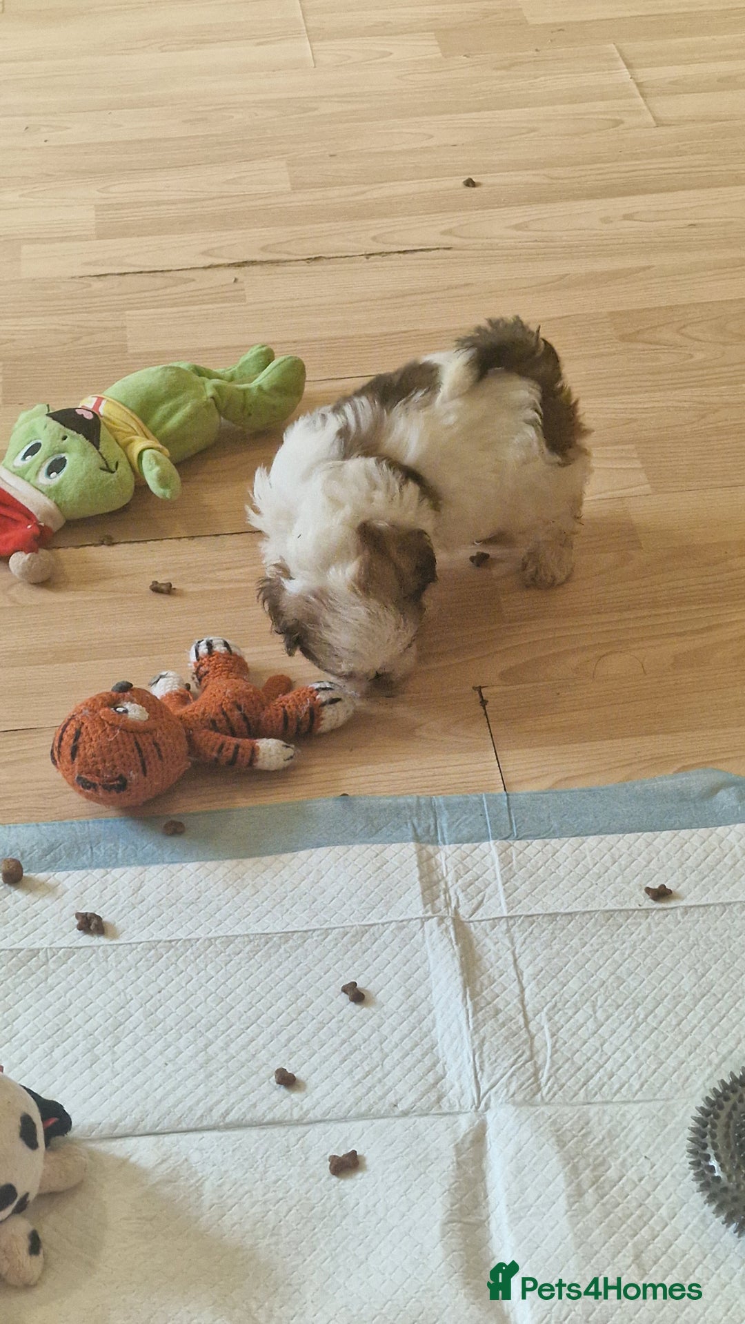 Shih Tzu dogs for sale: 🐾 Amazing Purebred Shih Tzu Puppies Crawley 🐾 - Advert 23