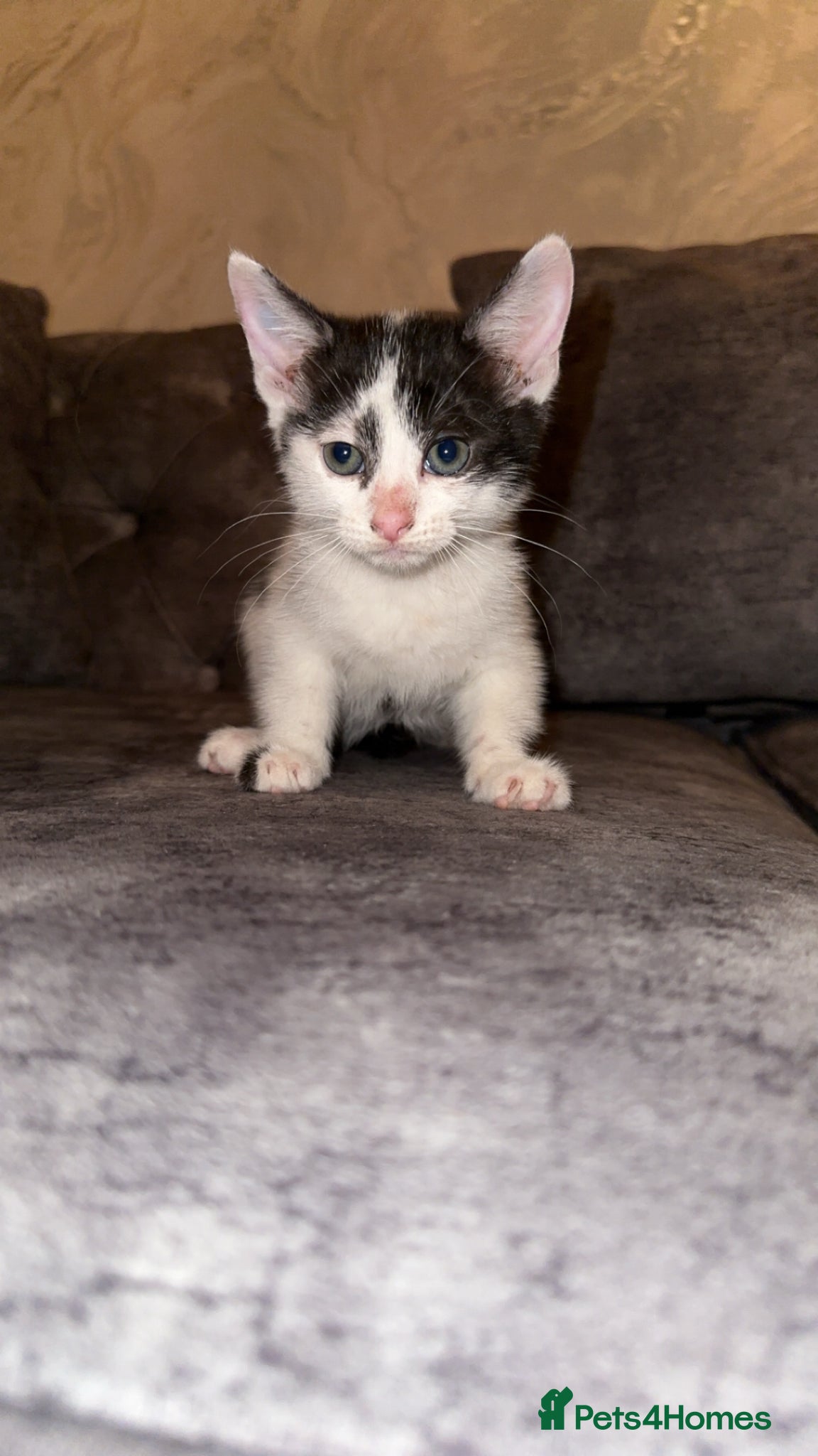 Domestic Shorthair cats Adorable domestic shorthair kitties - Advert 6