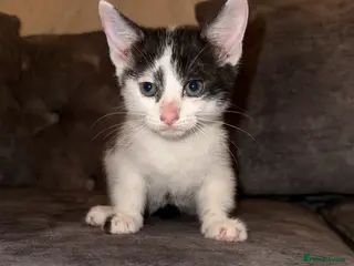 Domestic Shorthair cats Adorable domestic shorthair kitties - Advert 6