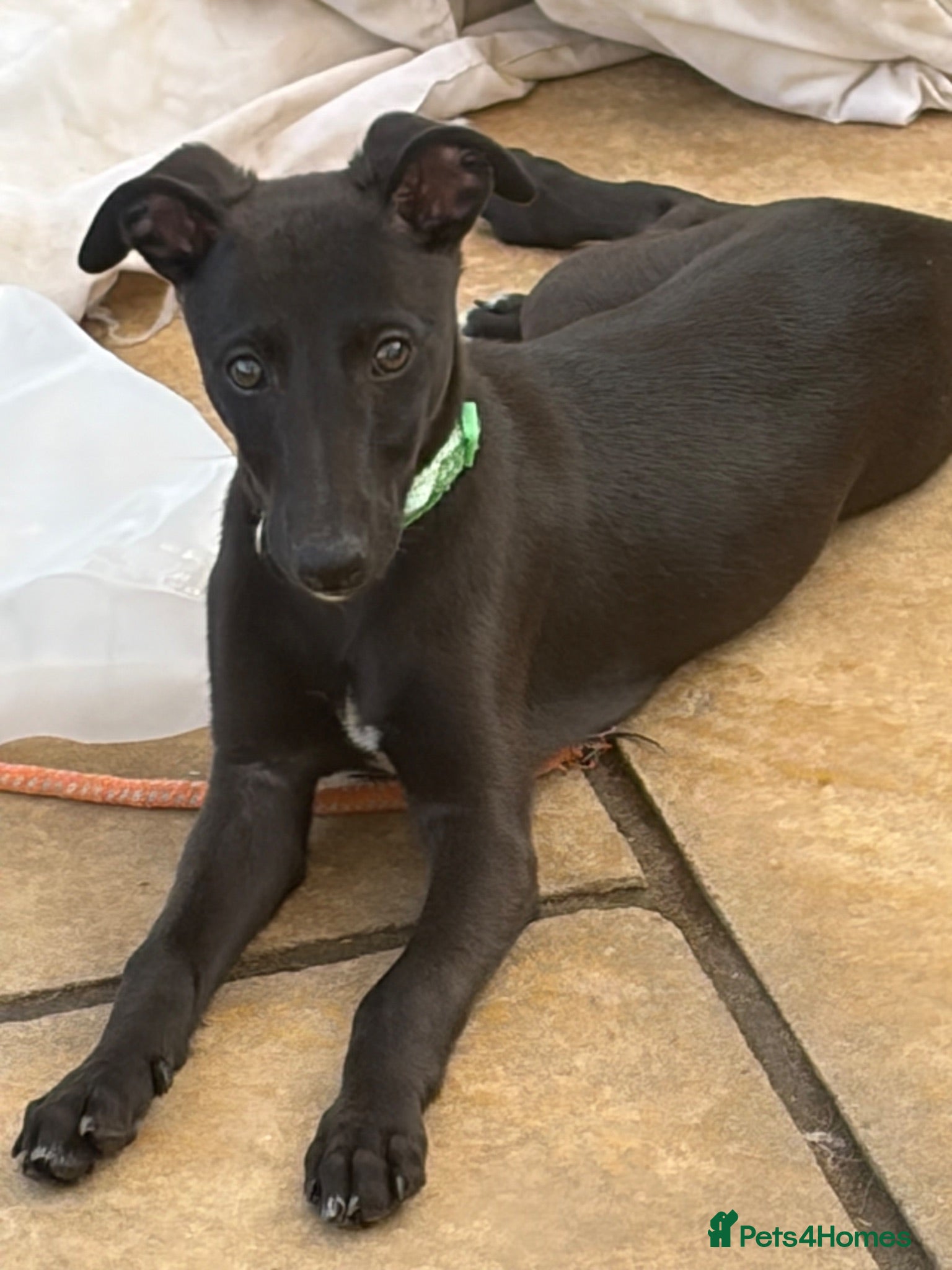 Whippet dogs Stunning KC whippet boy puppy £900 - Advert 1