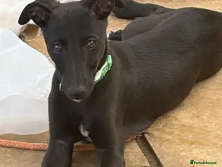 Whippet dogs Stunning KC whippet boy puppy £900 - Advert 1