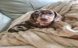 Dachshund dogs for sale: Beautiful Standard Dachshunds  - Image 16