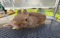 Netherland Dwarf rabbits for sale: * READY NOW! * 🐰 Netherland Dwarf Bunnies  - Image 5