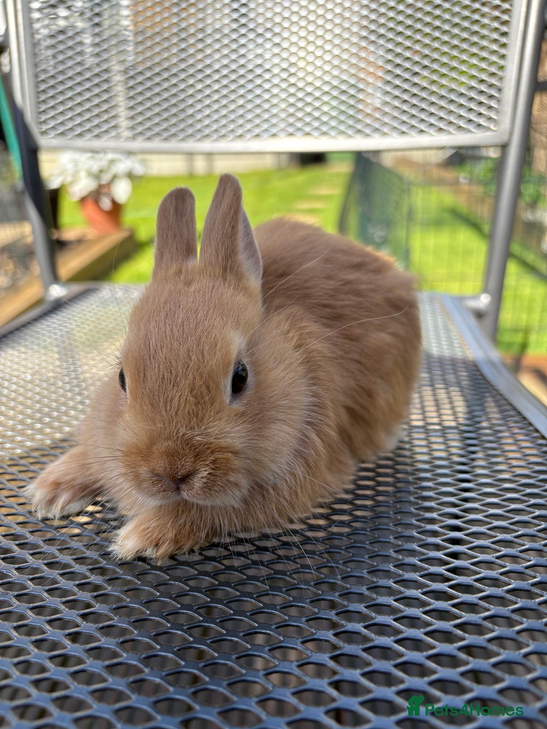 Netherland Dwarf rabbits for sale: * READY NOW! * 🐰 Netherland Dwarf Bunnies  - Image 5