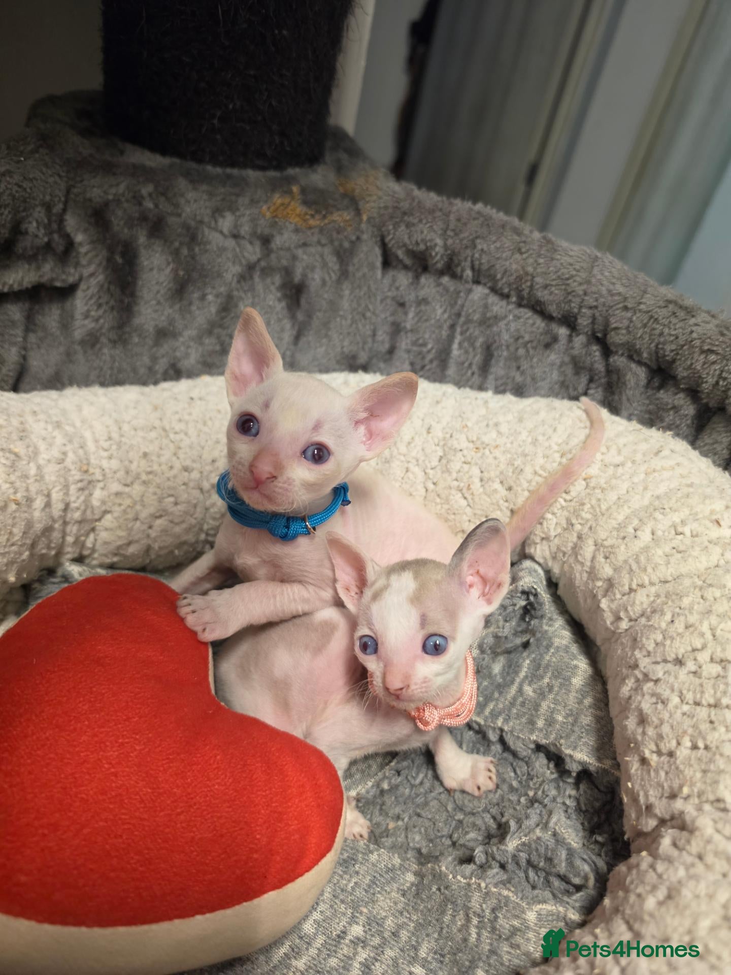 Cornish Rex cats Beautiful cornish rex kittens! - Advert 1