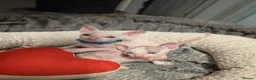 Cornish Rex cats for sale: Beautiful cornish rex kittens! - Advert 1