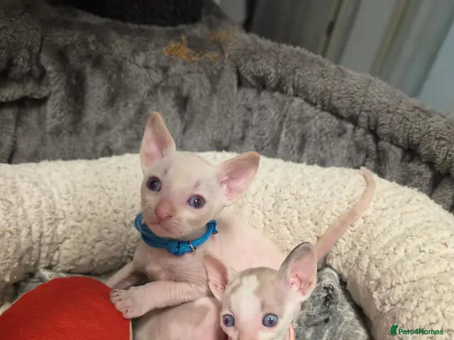 Cornish Rex cats Beautiful cornish rex kittens! - Advert 1