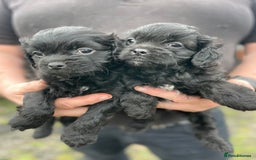 Mixed Breed dogs for sale: Minature Pugapoo Puppies  - Image 1