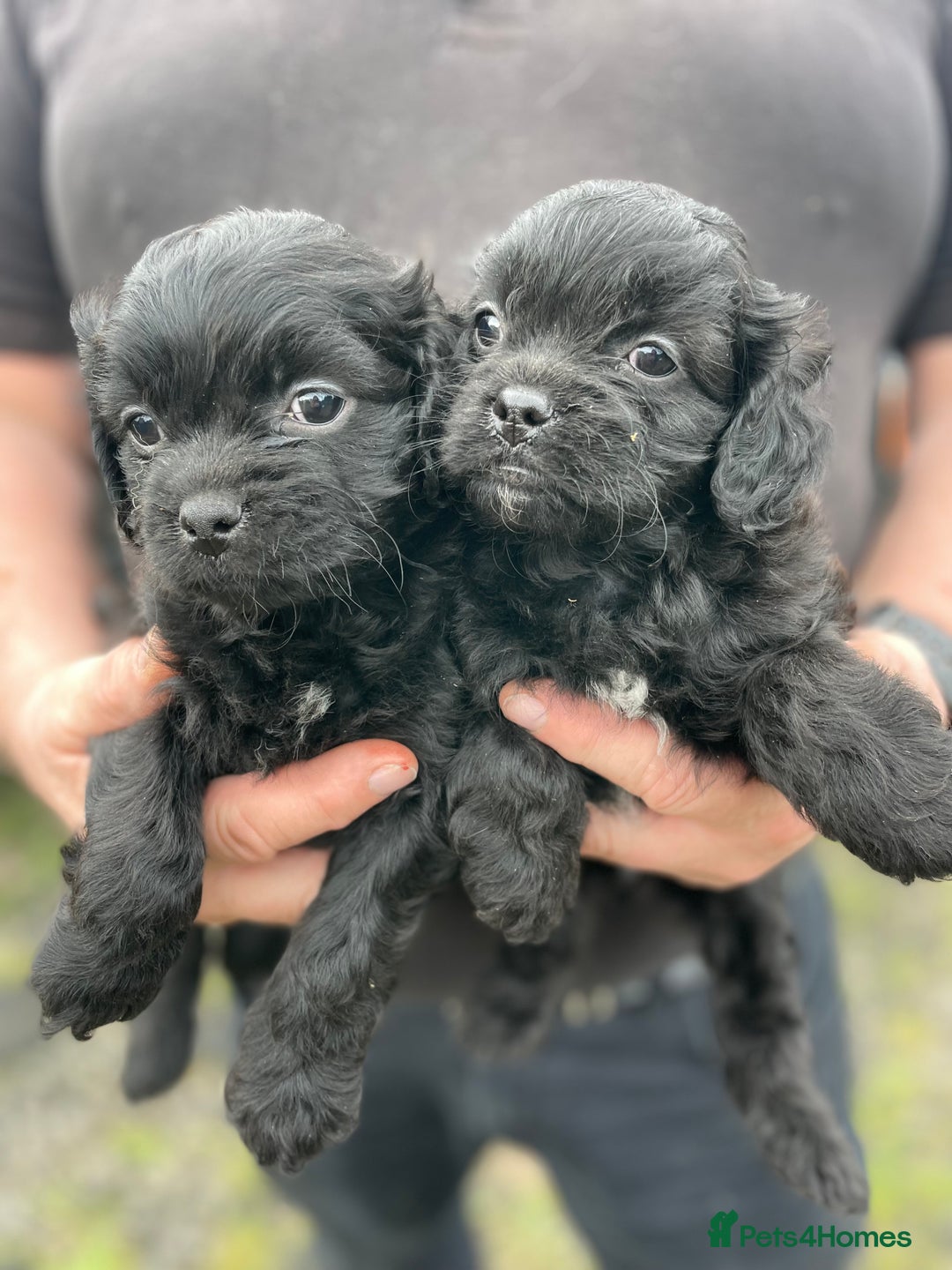 Mixed Breed dogs for sale: Minature Pugapoo Puppies  - Image 1