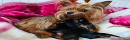 Yorkshire Terrier dogs for sale: Tiny Yorkshire terrier puppies🐶♥️💙💚 - Advert 10