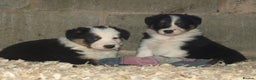 Border Collie dogs for sale: Border Collie puppies  - Advert 4
