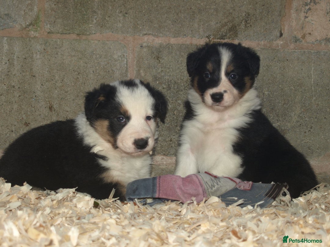 Border Collie dogs for sale: Border Collie puppies  - Image 4