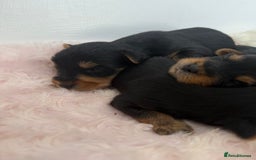 Yorkshire Terrier dogs for sale: Yorkshire Terrier Puppy 5 - 6 beautiful Yorkshire terriers  - Image 5