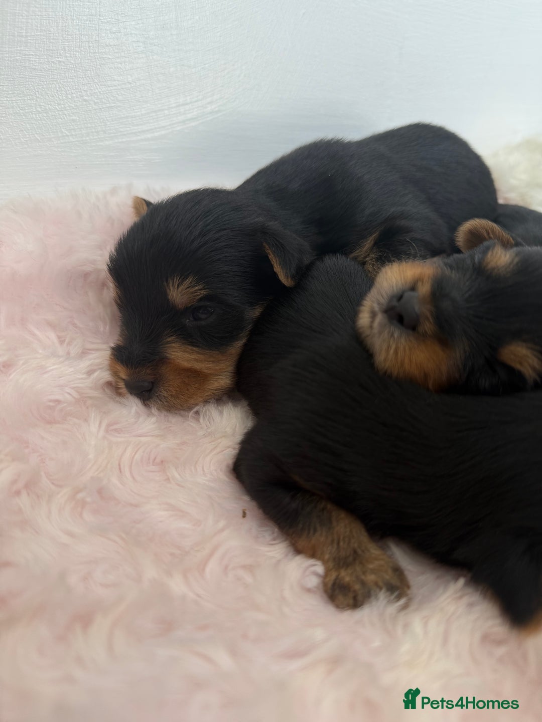 Yorkshire Terrier dogs for sale: Yorkshire Terrier Puppy 5 - 6 beautiful Yorkshire terriers  - Image 5