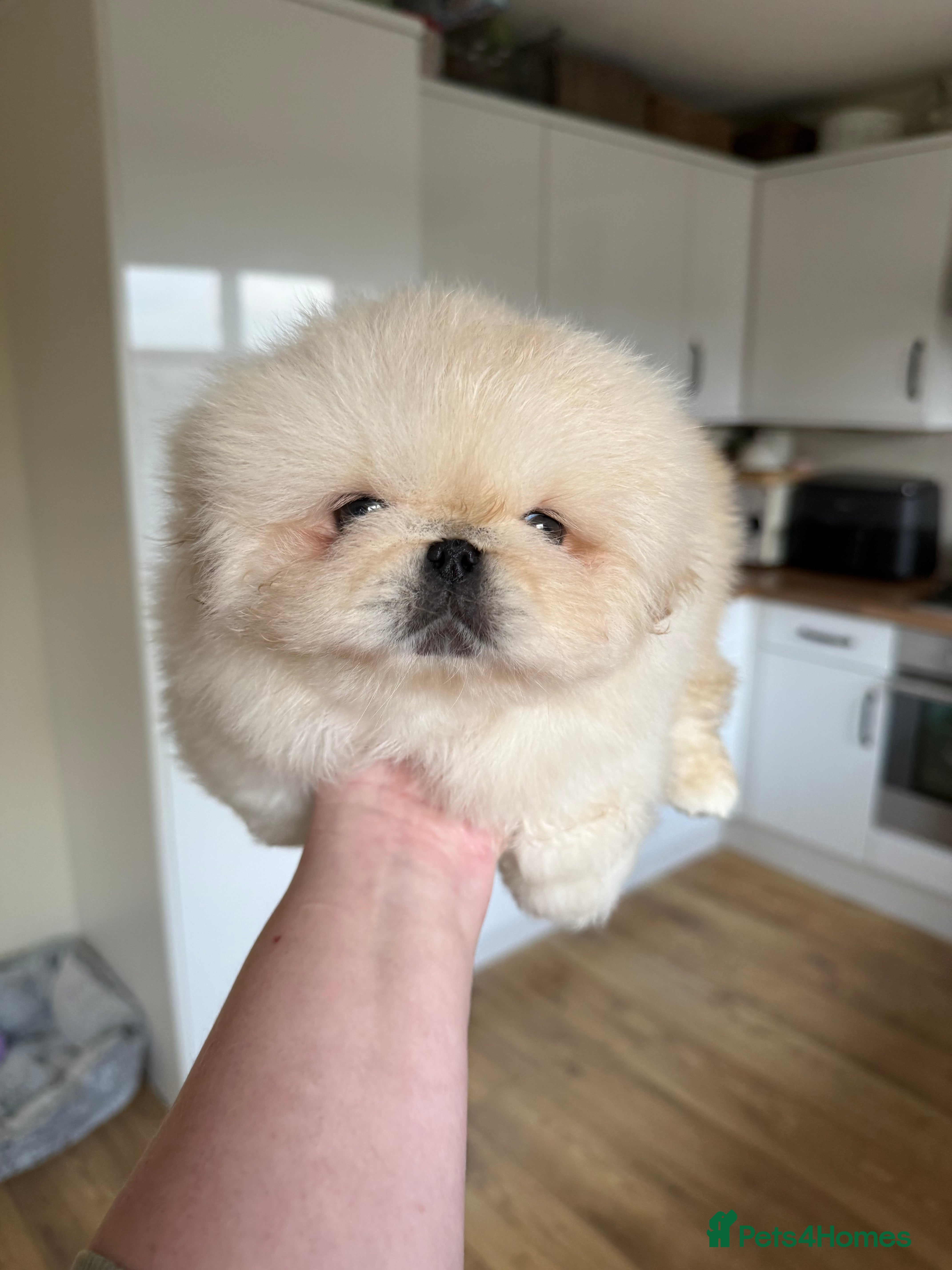 Pekingese dogs Biggiwigs Pekingese Puppy Availability - Advert 2