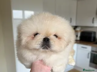 Pekingese dogs Biggiwigs Pekingese Puppy Availability - Advert 2