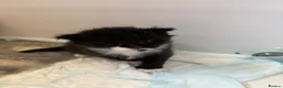 Ragcoon cats for sale: Beautiful Ragcoon Kittens for Sale - Advert 3