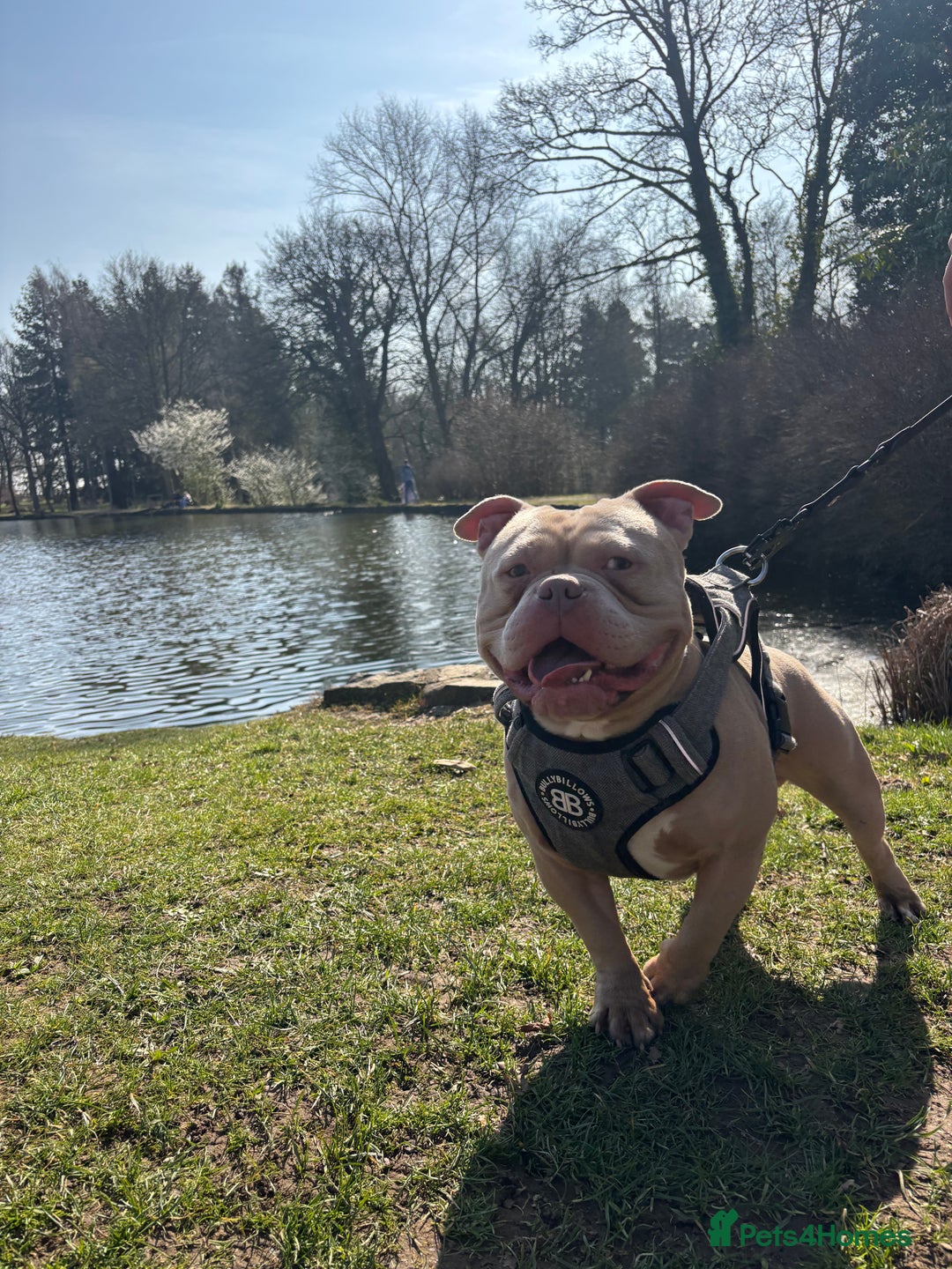American Bully dogs for stud:  PROVEN💯Pocket/Micro American Bully🦍KUJO - Stud - Image 2
