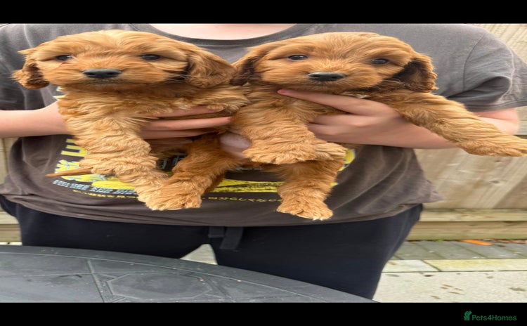 Cockapoo dogs - Advert 14