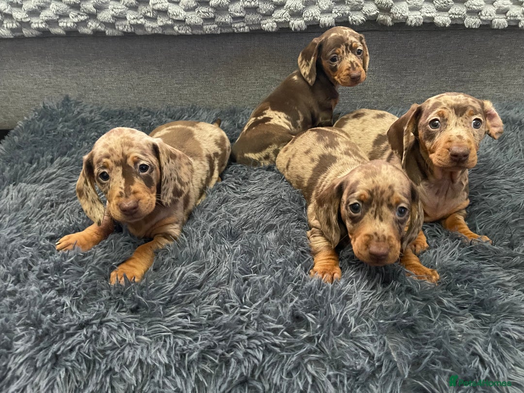 Dachshund dogs for sale: Miniature Dachshund puppies  - Advert 17