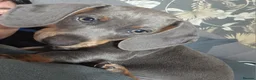 Miniature Dachshund dogs for sale: Miniature Dachshund puppies  - Advert 18