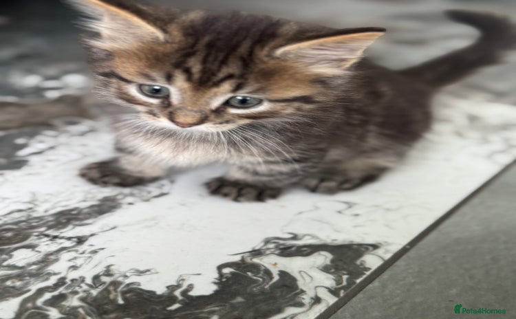 Munchkin cats - Advert 2