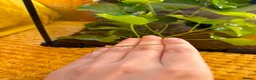 Stick Insects invertebrates for sale: Indian Stick Insects with or without Enclosure  in Sunderland - Advert 6