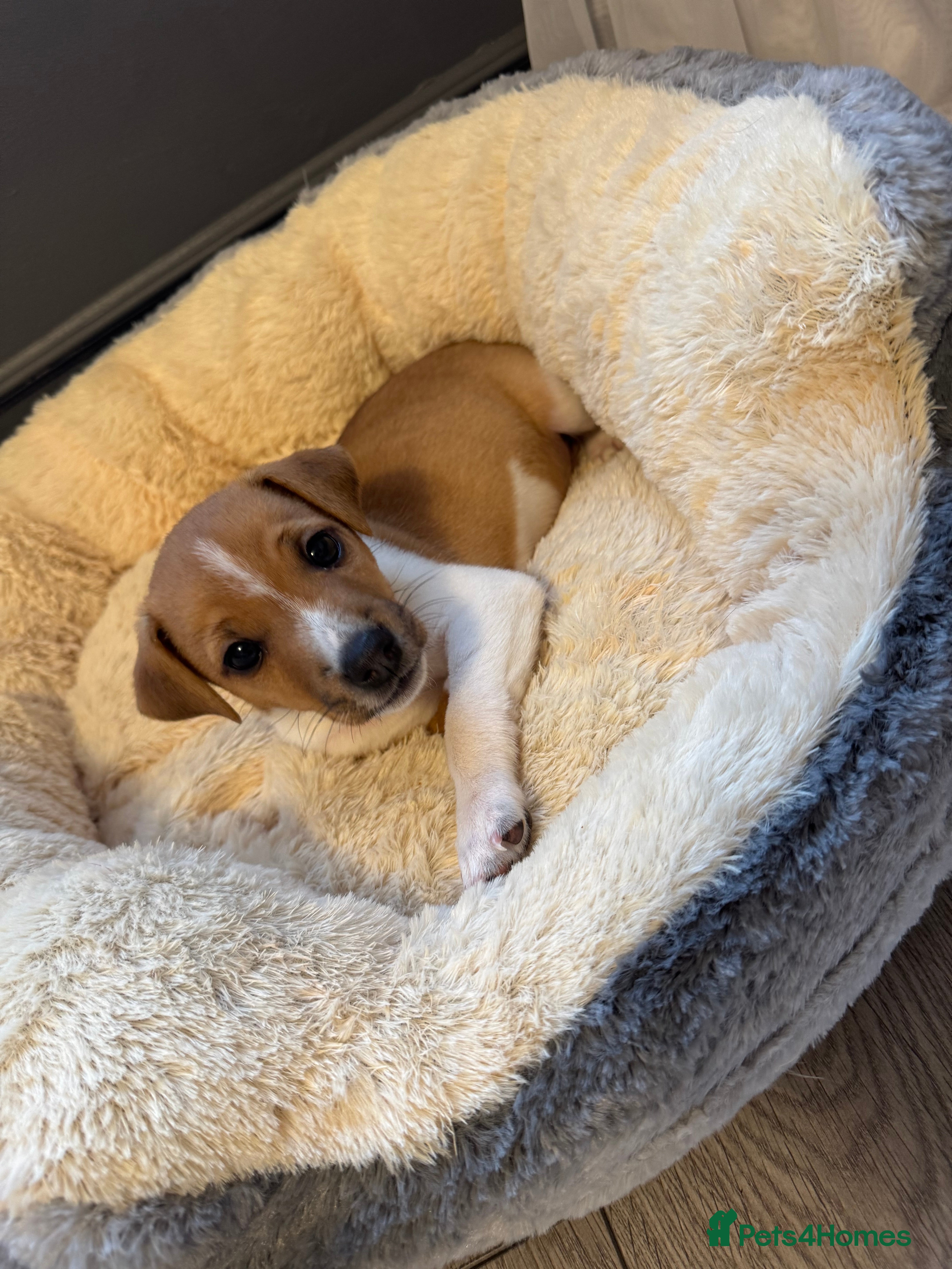 Jack Russell dogs Jack Russell pup - Advert 19