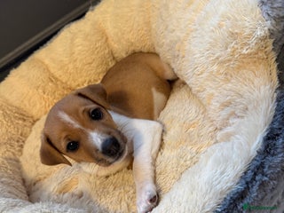 Jack Russell dogs - Advert 36