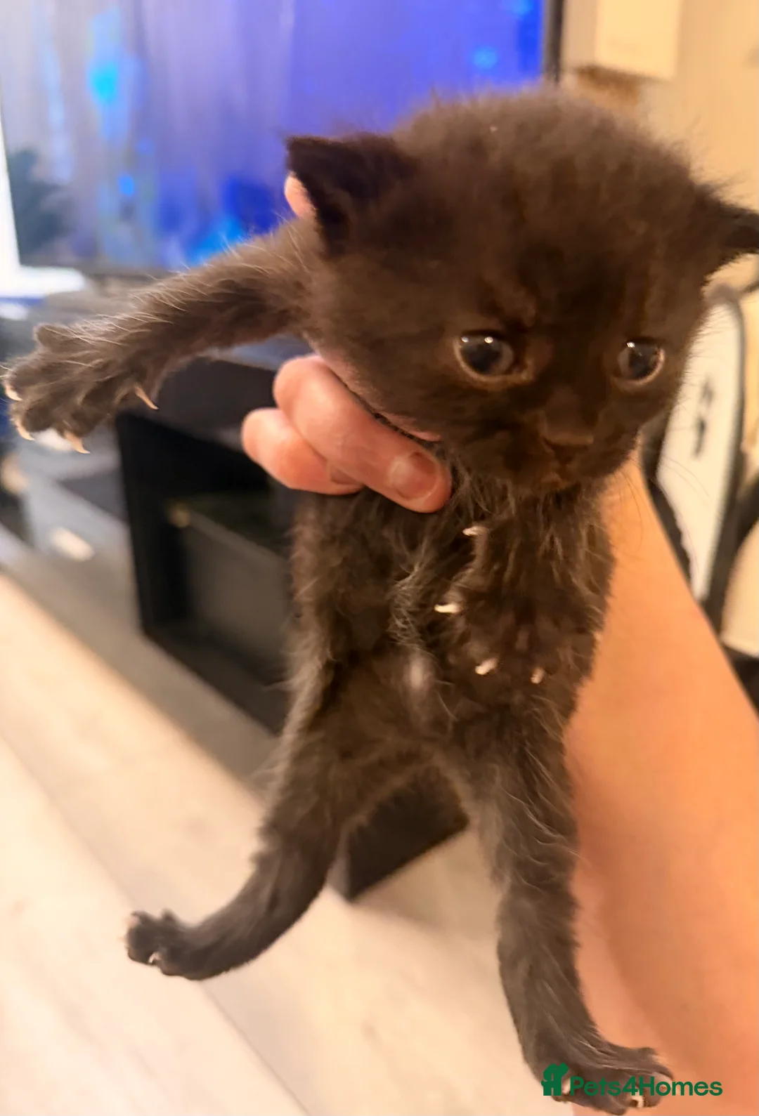 Mixed Breed cats for sale: Kittens - Advert 8