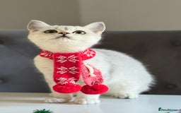 Scottish Fold cats for sale: Scottish Straight Boy - Image 13