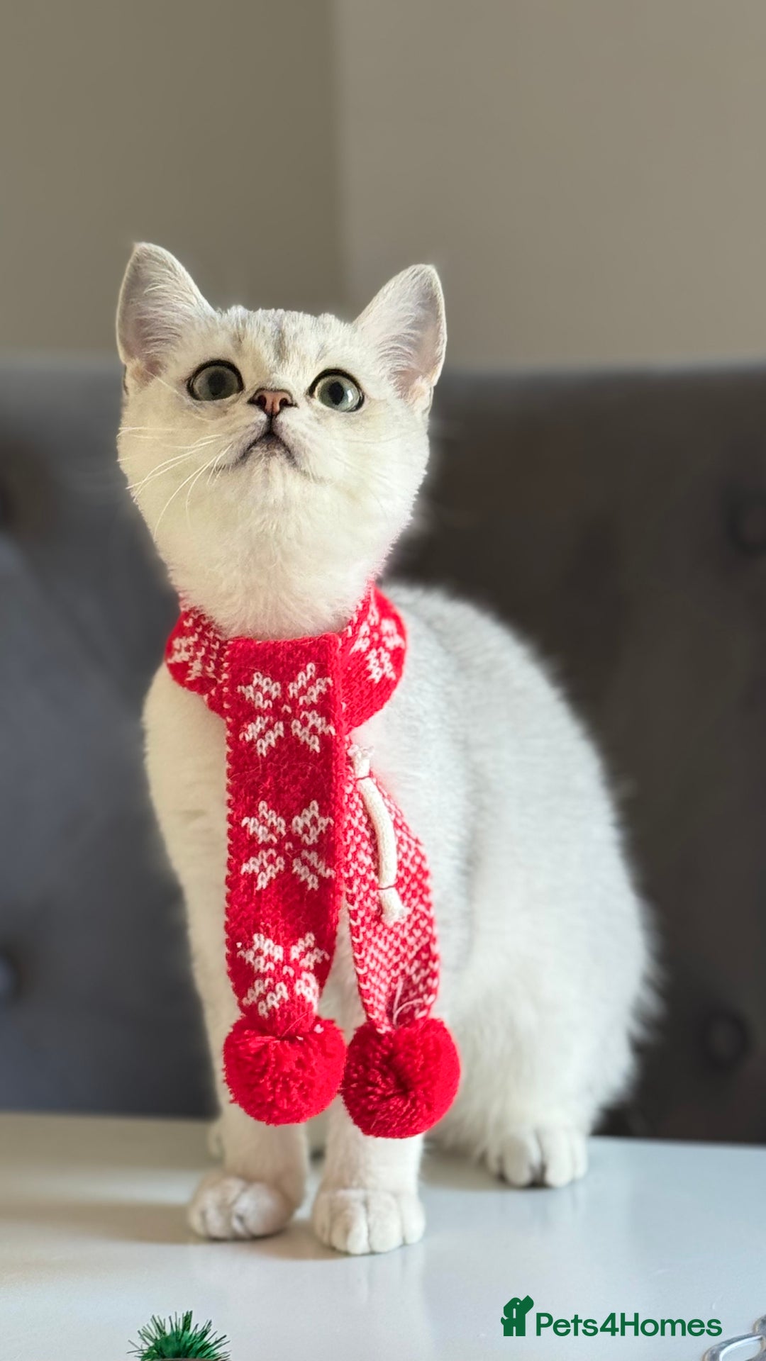 Scottish Fold cats for sale: Scottish Straight Boy - Image 13