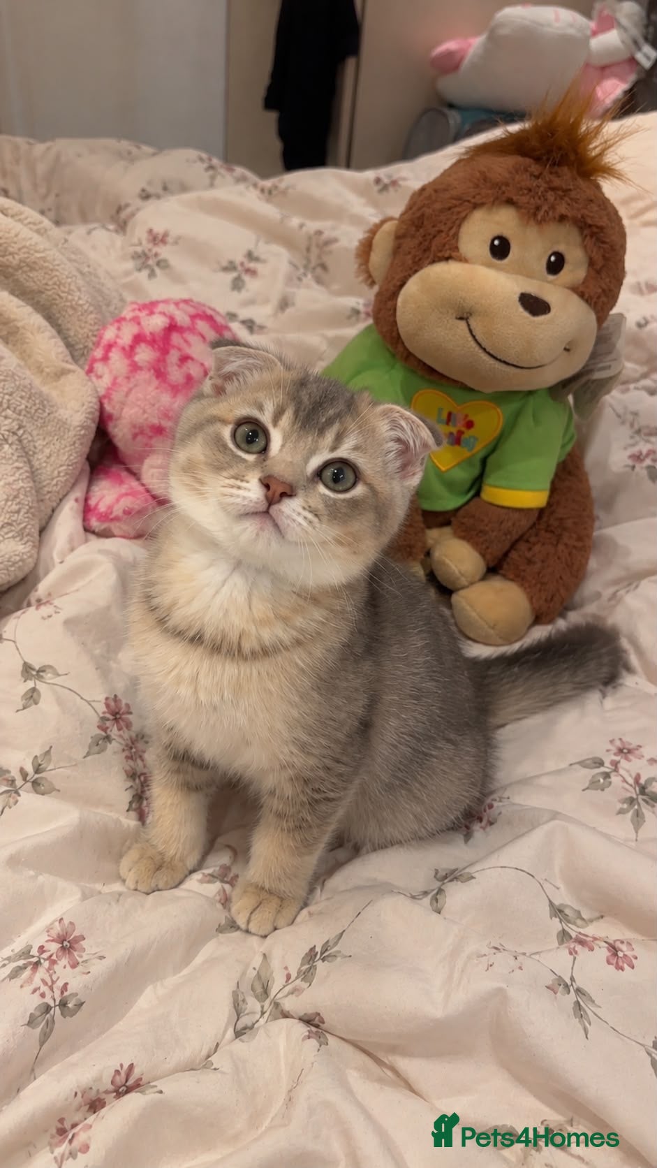 Scottish Fold cats Scottish fold chinchilla kitten! - Advert 1